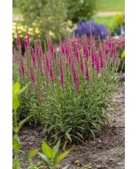 Przetacznik kłosowy 'Rotfuchs' Veronica spicata