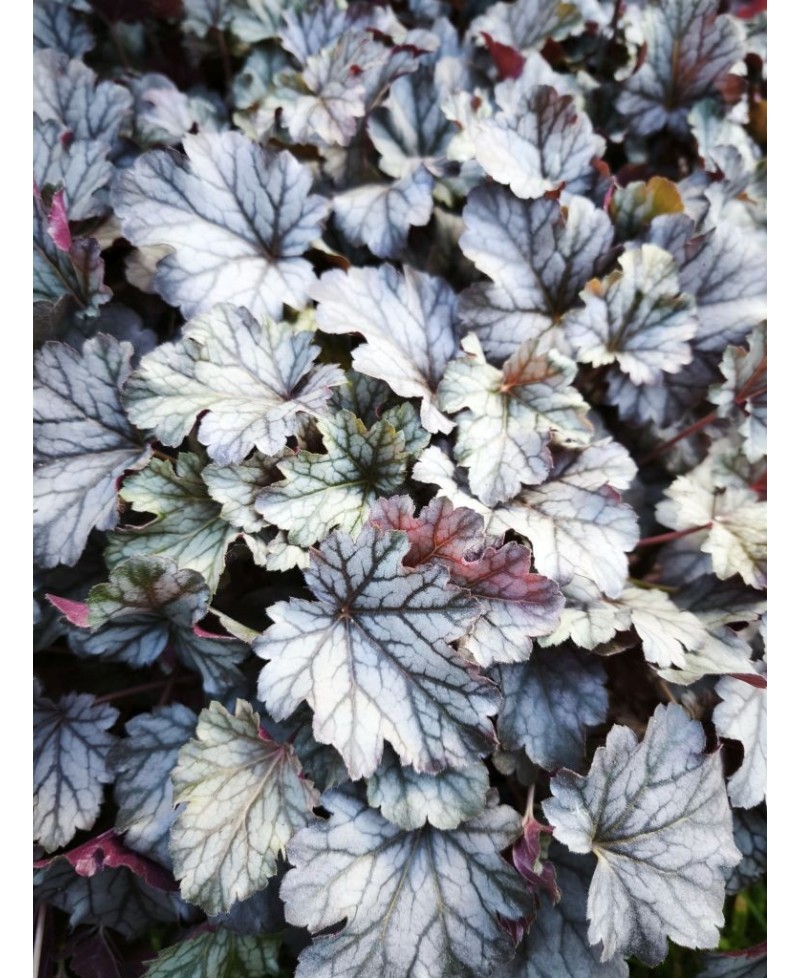 Heuchera ‘Milan’ – kompaktowa żurawka o srebrzystych liściach i różowych kwiatach | Lavender Byliny
