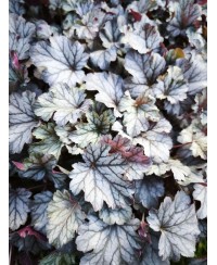 Heuchera ‘Milan’ – kompaktowa żurawka o srebrzystych liściach i różowych kwiatach | Lavender Byliny