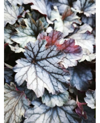 Heuchera ‘Milan’ – kompaktowa żurawka o srebrzystych liściach i różowych kwiatach | Lavender Byliny