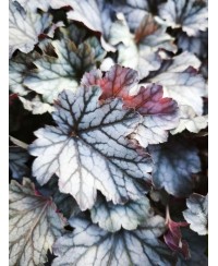 Heuchera ‘Milan’ – kompaktowa żurawka o srebrzystych liściach i różowych kwiatach | Lavender Byliny