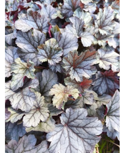 Heuchera ‘Milan’ – kompaktowa żurawka o srebrzystych liściach i różowych kwiatach | Lavender Byliny