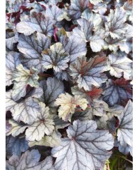 Heuchera ‘Milan’ – kompaktowa żurawka o srebrzystych liściach i różowych kwiatach | Lavender Byliny