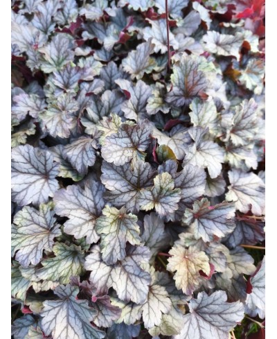 Heuchera ‘Milan’ – kompaktowa żurawka o srebrzystych liściach i różowych kwiatach | Lavender Byliny