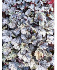 Heuchera ‘Milan’ – kompaktowa żurawka o srebrzystych liściach i różowych kwiatach | Lavender Byliny