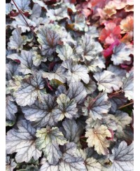 Heuchera ‘Milan’ – kompaktowa żurawka o srebrzystych liściach i różowych kwiatach | Lavender Byliny
