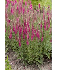 Przetacznik kłosowy 'Rotfuchs' Veronica spicata