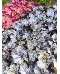 Heuchera ‘Milan’ – kompaktowa żurawka o srebrzystych liściach i różowych kwiatach | Lavender Byliny