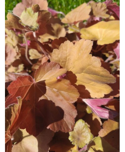 Heuchera ‘Crème Brûlée’ – żurawka o karmelowo-złotym ulistnieniu | Lavender Byliny