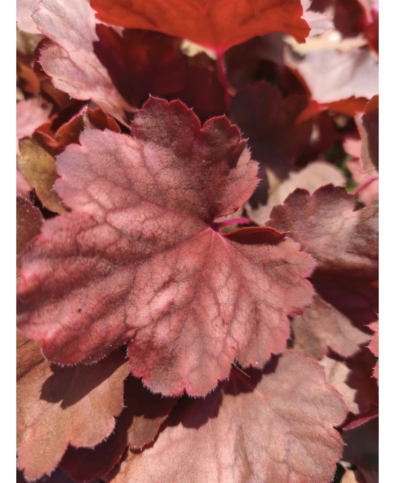 Heuchera ‘Cherry Cola’ – żurawka o czekoladowych liściach i czerwonych kwiatach | Lavender Byliny