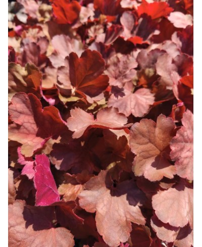 Heuchera ‘Cherry Cola’ – żurawka o czekoladowych liściach i czerwonych kwiatach | Lavender Byliny