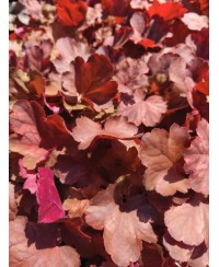 Heuchera ‘Cherry Cola’ – żurawka o czekoladowych liściach i czerwonych kwiatach | Lavender Byliny