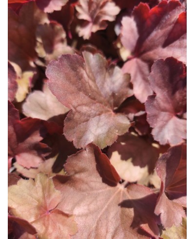 Heuchera ‘Cherry Cola’ – żurawka o czekoladowych liściach i czerwonych kwiatach | Lavender Byliny