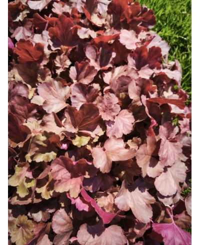Heuchera ‘Cherry Cola’ – żurawka o czekoladowych liściach i czerwonych kwiatach | Lavender Byliny