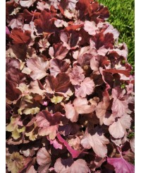 Heuchera ‘Cherry Cola’ – żurawka o czekoladowych liściach i czerwonych kwiatach | Lavender Byliny