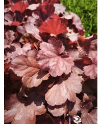 Żurawka ‘‘Cherry Cola’’ Heuchera