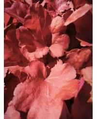 Heuchera ‘Fire Alarm’ – żurawka o intensywnie czerwonych liściach | Lavender Byliny