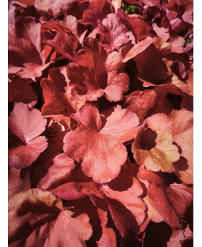 Heuchera ‘Fire Alarm’ – żurawka o intensywnie czerwonych liściach | Lavender Byliny
