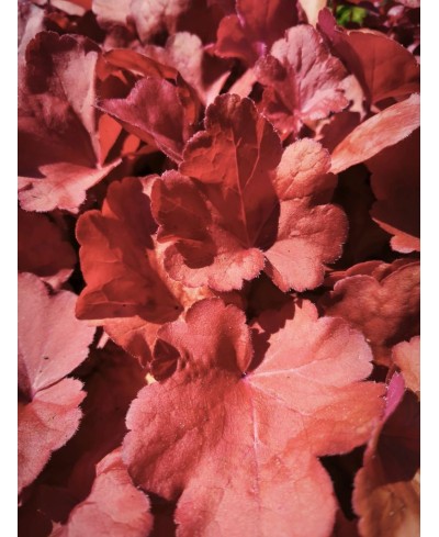 Heuchera ‘Fire Alarm’ – żurawka o intensywnie czerwonych liściach | Lavender Byliny