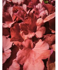 Heuchera ‘Fire Alarm’ – żurawka o intensywnie czerwonych liściach | Lavender Byliny