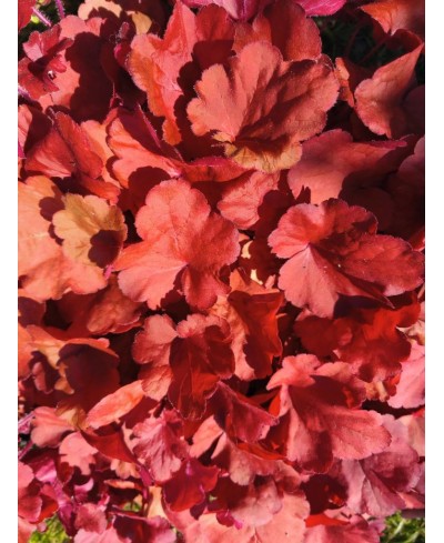 Heuchera ‘Fire Alarm’ – żurawka o intensywnie czerwonych liściach | Lavender Byliny