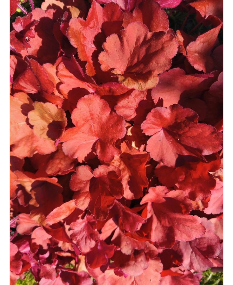 Heuchera ‘Fire Alarm’ – żurawka o intensywnie czerwonych liściach | Lavender Byliny