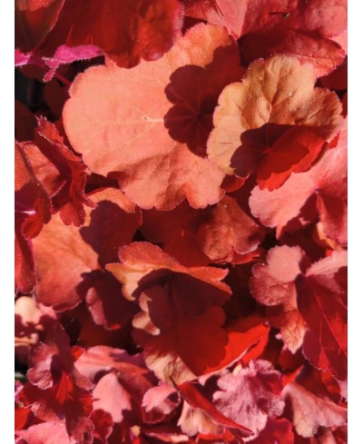 Heuchera ‘Fire Alarm’ – żurawka o intensywnie czerwonych liściach | Lavender Byliny