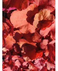 Heuchera ‘Fire Alarm’ – żurawka o intensywnie czerwonych liściach | Lavender Byliny