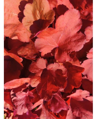 Żurawka ‘Fire Alarm’ Heuchera
