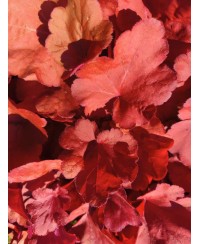 Żurawka ‘Fire Alarm’ Heuchera