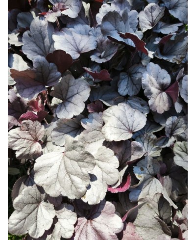 Heuchera ‘Dolce Silver Gumdrop’ – kompaktowa żurawka o srebrnych liściach i różowych kwiatach | Lavender Byliny