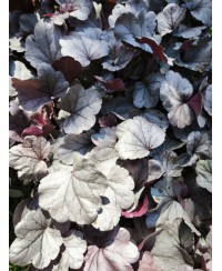 Heuchera ‘Dolce Silver Gumdrop’ – kompaktowa żurawka o srebrnych liściach i różowych kwiatach | Lavender Byliny