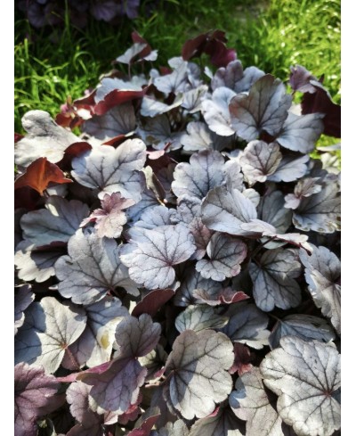 Heuchera ‘Dolce Silver Gumdrop’ – kompaktowa żurawka o srebrnych liściach i różowych kwiatach | Lavender Byliny