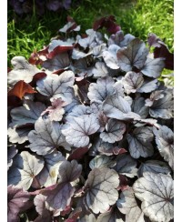 Heuchera ‘Dolce Silver Gumdrop’ – kompaktowa żurawka o srebrnych liściach i różowych kwiatach | Lavender Byliny