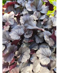 Heuchera ‘Dolce Silver Gumdrop’ – kompaktowa żurawka o srebrnych liściach i różowych kwiatach | Lavender Byliny