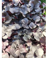 Żurawka ‘Dolce Silver Gumdrop’ Heuchera