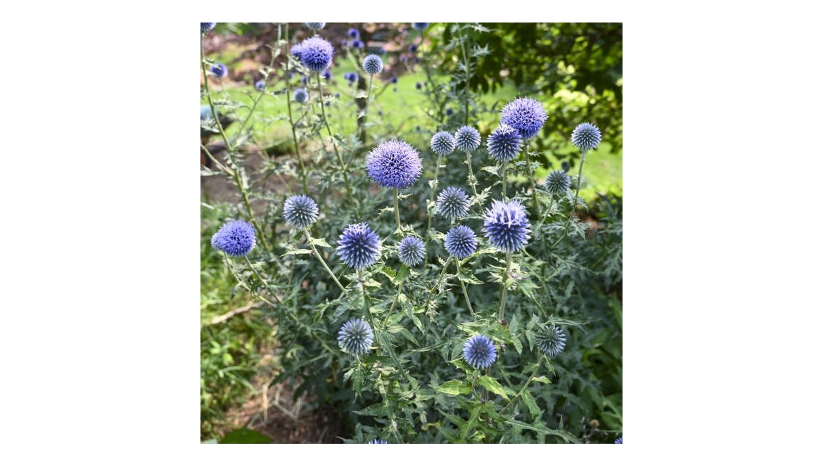 Przegorzan banacki – Rozmnażanie, uprawa, pielęgnacji i zastosowania w ogrodzie