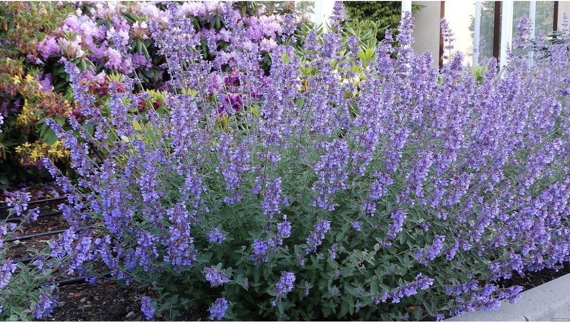 Kocimiętki (Nepeta) – Kompleksowy przewodnik uprawy, pielęgnacji i zastosowania w ogrodzie