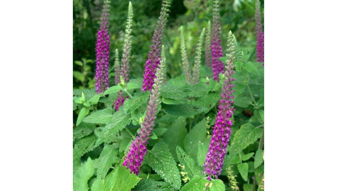 Ożanka Hyrkańska Teucrium hircanicum – Wyjątkowy Przewodnik Uprawy i Pielęgnacji