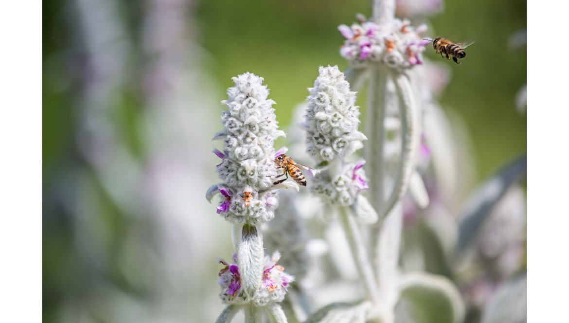 Czyściec wełnisty (Stachys byzantina) – pielęgnacja, wymagania, uprawa