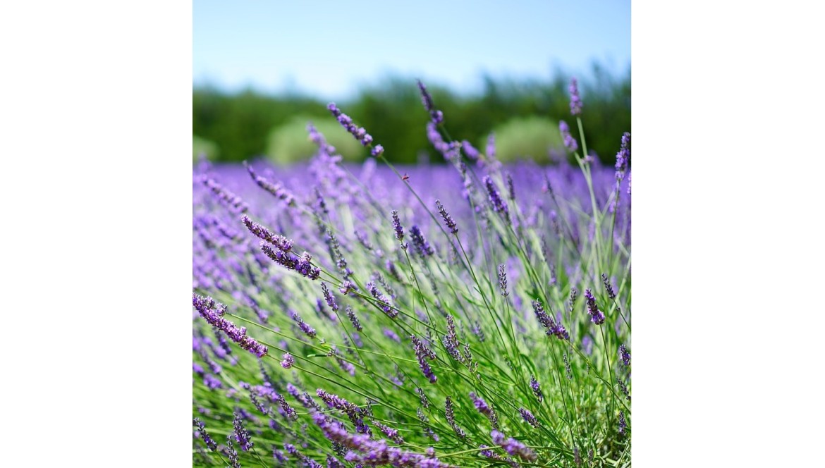  Lawenda 'Grosso' – charakterystyka, uprawa i pielęgnacja