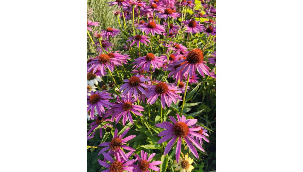 Jak sadzić jeżówki – poradnik krok po kroku | Lavender Byliny