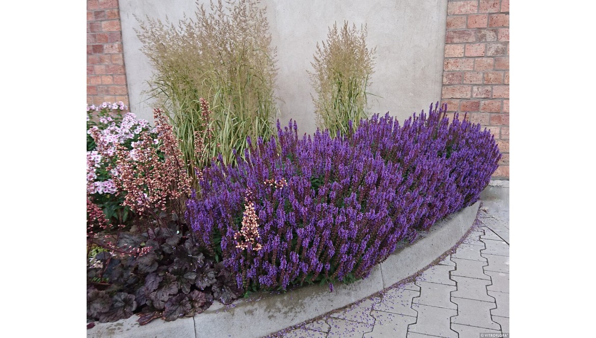 Najczęstsze pytania o szałwię omszoną – poradnik dla ogrodników