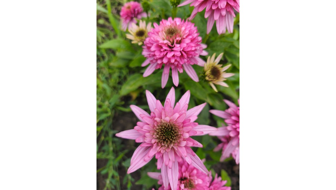 Jeżówki — dlaczego warto poczekać na pełny rozkwit? Cierpliwość przy echinacei