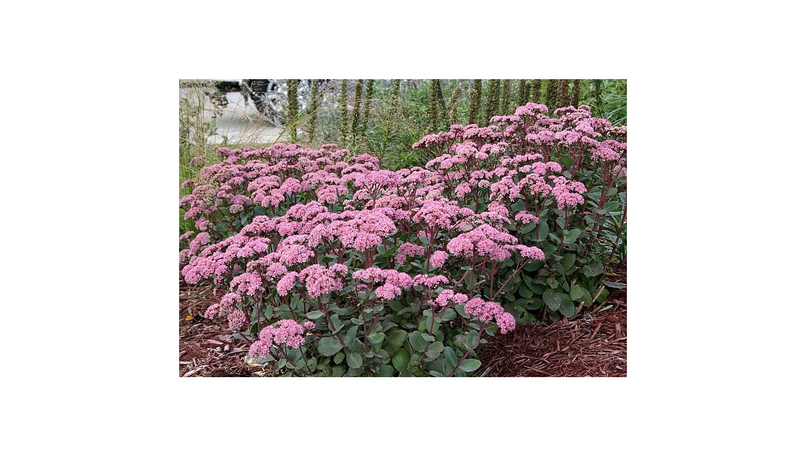 Rozchodnik Matrona (Sedum) – Uprawa, Pielęgnacja i Porady | Justyna z Lavender-Byliny