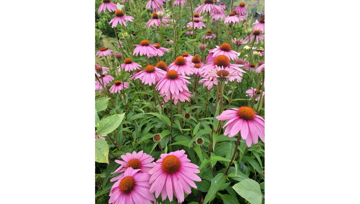 Jeżówka purpurowa – pielęgnacja, wymagania i najczęstsze błędy